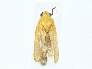  ( - BIOUG77743-D09)  @11 [ ] CreativeCommons - Attribution (2022) CBG Photography Group Centre for Biodiversity Genomics