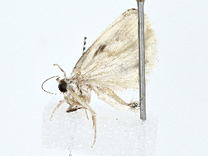  (Antaeotricha Bioep8842 - BIOUG77743-F11)  @11 [ ] CreativeCommons - Attribution (2022) CBG Photography Group Centre for Biodiversity Genomics