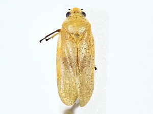  ( - BIOUG77744-B07)  @11 [ ] CreativeCommons - Attribution (2022) CBG Photography Group Centre for Biodiversity Genomics