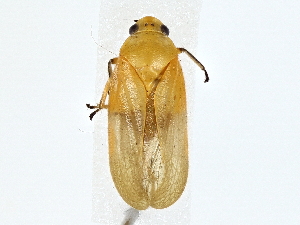  (Catrimania livida - BIOUG77744-G03)  @11 [ ] CreativeCommons - Attribution (2022) CBG Photography Group Centre for Biodiversity Genomics
