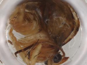  ( - BIOUG83225-D08)  @11 [ ] CreativeCommons - Attribution (2022) Centre for Biodiversity Genomics Centre for Biodiversity Genomics