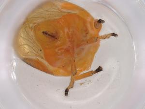  ( - BIOUG83229-B07)  @11 [ ] CreativeCommons - Attribution (2022) Centre for Biodiversity Genomics Centre for Biodiversity Genomics