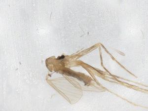  ( - BIOUG83280-E09)  @11 [ ] CreativeCommons - Attribution (2022) Centre for Biodiversity Genomics Centre for Biodiversity Genomics