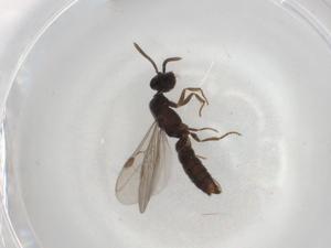  ( - BIOUG83293-A03)  @11 [ ] CreativeCommons - Attribution (2022) Centre for Biodiversity Genomics Centre for Biodiversity Genomics