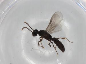  ( - BIOUG83428-F06)  @11 [ ] CreativeCommons - Attribution (2022) Centre for Biodiversity Genomics Centre for Biodiversity Genomics