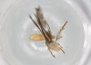  ( - BIOUG83864-D06)  @11 [ ] CreativeCommons - Attribution (2022) Centre for Biodiversity Genomics Centre for Biodiversity Genomics