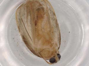  (Antaeotricha Malaise9463 - BIOUG83865-D06)  @11 [ ] CreativeCommons - Attribution (2022) Centre for Biodiversity Genomics Centre for Biodiversity Genomics