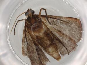  ( - BIOUG83969-H01)  @11 [ ] CreativeCommons - Attribution (2022) Centre for Biodiversity Genomics Centre for Biodiversity Genomics