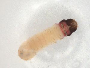  ( - BIOUG84293-F04)  @11 [ ] CreativeCommons - Attribution (2022) Centre for Biodiversity Genomics Centre for Biodiversity Genomics