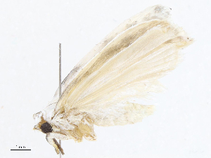  (Antaeotricha BioLep8842 - CBG-A07060-A02)  @11 [ ] CreativeCommons - Attribution Share - Alike (2023) CBG Photography Group Centre for Biodiversity Genomics