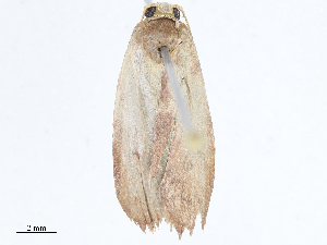  ( - CBG-A07075-F05)  @11 [ ] CreativeCommons - Attribution Share - Alike (2023) CBG Photography Group Centre for Biodiversity Genomics