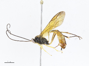  (Dusona INB-099 - CBG-A07076-A03)  @11 [ ] CreativeCommons - Attribution Share - Alike (2023) CBG Photography Group Centre for Biodiversity Genomics