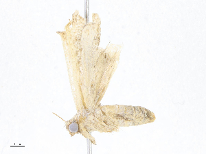  ( - CBG-A07076-B07)  @11 [ ] CreativeCommons - Attribution Share - Alike (2023) CBG Photography Group Centre for Biodiversity Genomics