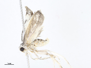  (Antaeotricha BioLep75912 - CBG-A07076-F08)  @11 [ ] CreativeCommons - Attribution Share - Alike (2023) CBG Photography Group Centre for Biodiversity Genomics