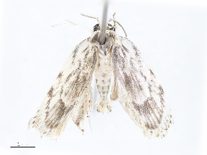  (Antaeotricha Malaise9770 - CBG-A07082-A08)  @11 [ ] CreativeCommons - Attribution Share - Alike (2023) CBG Photography Group Centre for Biodiversity Genomics