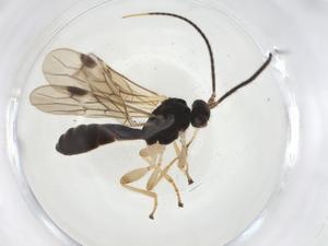  ( - CBG-A08099-B01)  @11 [ ] CreativeCommons - Attribution Share - Alike (2023) Centre for Biodiversity Genomics Centre for Biodiversity Genomics