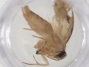  ( - CBG-A08105-D10)  @11 [ ] CreativeCommons - Attribution Share - Alike (2023) Centre for Biodiversity Genomics Centre for Biodiversity Genomics