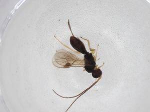  (Heterospilus Malaise1915 - CBG-A08107-E02)  @11 [ ] CreativeCommons - Attribution Share - Alike (2023) Centre for Biodiversity Genomics Centre for Biodiversity Genomics