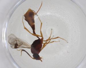  (tersiMalaise01 Malaise0249 - CBG-A08116-B07)  @11 [ ] CreativeCommons - Attribution Share - Alike (2023) Centre for Biodiversity Genomics Centre for Biodiversity Genomics