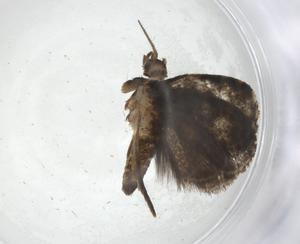  ( - CBG-A08440-A12)  @11 [ ] CreativeCommons - Attribution Share - Alike (2023) Centre for Biodiversity Genomics Centre for Biodiversity Genomics