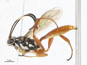  (Coelichneumon Malaise5084 - CBG-A08743-A06)  @11 [ ] CreativeCommons - Attribution Share - Alike (2023) CBG Photography Group Centre for Biodiversity Genomics