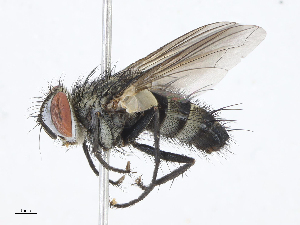  (Neomintho Janzen7213 - CBG-A08743-C07)  @11 [ ] CreativeCommons - Attribution Share - Alike (2023) CBG Photography Group Centre for Biodiversity Genomics
