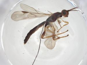  (Rhaconotus Malaise3205 - CBG-A09527-E03)  @11 [ ] CreativeCommons - Attribution Share - Alike (2023) Centre for Biodiversity Genomics Centre for Biodiversity Genomics