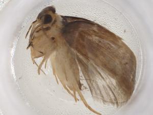  (Antaeotricha Malaise7846 - CBG-A09543-A06)  @11 [ ] CreativeCommons - Attribution Share - Alike (2023) Centre for Biodiversity Genomics Centre for Biodiversity Genomics