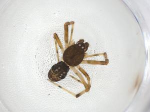  ( - CBG-A10110-H11)  @11 [ ] CreativeCommons - Attribution Share - Alike (2023) Centre for Biodiversity Genomics Centre for Biodiversity Genomics