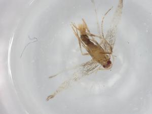  (Cosmopterix Malaise1744 - BIOUG75131-C06)  @11 [ ] CreativeCommons - Attribution (2021) Centre for Biodiversity Genomics Centre for Biodiversity Genomics