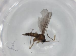  ( - BIOUG75862-G08)  @11 [ ] CreativeCommons - Attribution (2021) Centre for Biodiversity Genomics Centre for Biodiversity Genomics