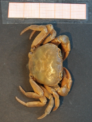  (Potamon ibericum - R649-H07)  @14 [ ] Unspecified (default): All Rights Reserved  Unspecified Unspecified