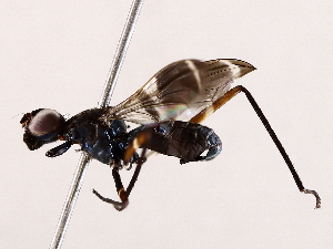  (Taeniaptera lasciva - BIOUG73653-F02)  @11 [ ] CreativeCommons - Attribution (2022) CBG Photography Group Centre for Biodiversity Genomics