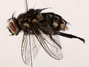  ( - BIOUG73653-F03)  @11 [ ] CreativeCommons - Attribution (2022) CBG Photography Group Centre for Biodiversity Genomics