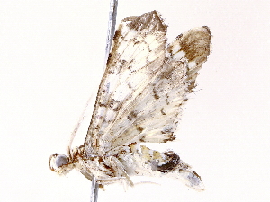  ( - BIOUG73654-A12)  @11 [ ] CreativeCommons - Attribution (2022) CBG Photography Group Centre for Biodiversity Genomics