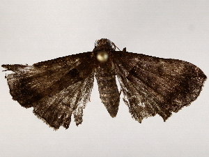  (Lascoria Malaise8542 - BIOUG73654-G07)  @11 [ ] CreativeCommons - Attribution (2022) CBG Photography Group Centre for Biodiversity Genomics