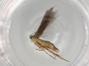  ( - BIOUG74588-C12)  @11 [ ] CreativeCommons - Attribution (2022) Centre for Biodiversity Genomics Centre for Biodiversity Genomics