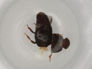  ( - BIOUG74596-A02)  @11 [ ] CreativeCommons - Attribution (2022) Centre for Biodiversity Genomics Centre for Biodiversity Genomics