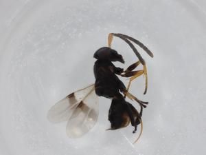  ( - BIOUG76567-C11)  @11 [ ] CreativeCommons - Attribution (2022) Centre for Biodiversity Genomics Centre for Biodiversity Genomics