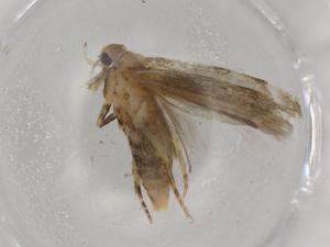  ( - BIOUG77091-C09)  @11 [ ] CreativeCommons - Attribution (2022) Centre for Biodiversity Genomics Centre for Biodiversity Genomics