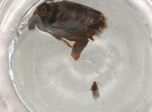  ( - BIOUG77121-F12)  @11 [ ] CreativeCommons - Attribution (2022) Centre for Biodiversity Genomics Centre for Biodiversity Genomics