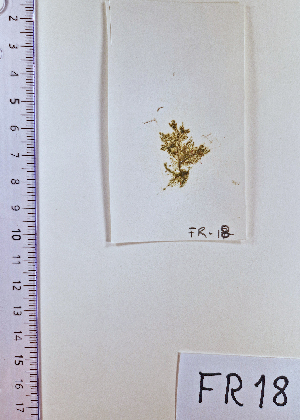  ( - FR18_ECTOCR)  @11 [ ] Creative Commons BY NC SA (2023) University of Bergen Natural History Collections