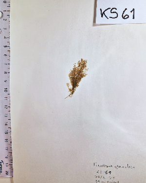 (Hincksia granulosa - KS61_ECTOCR)  @11 [ ] Creative Commons BY NC SA (2023) University of Bergen Natural History Collections