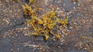  ( - KSFc6_FUCUS)  @11 [ ] Creative Commons BY NC SA (2023) University of Bergen Natural History Collections