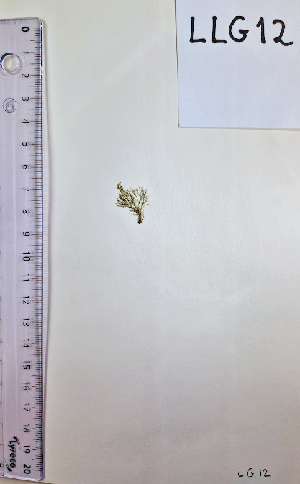  ( - LLG12_ECTOCR)  @11 [ ] Creative Commons BY NC SA (2023) University of Bergen Natural History Collections