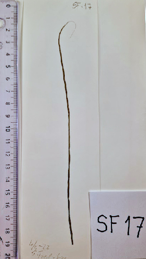  ( - SF17_ECTOCR)  @11 [ ] Creative Commons BY NC SA (2023) University of Bergen Natural History Collections