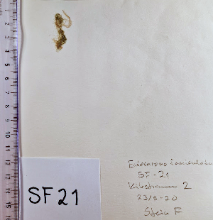  ( - SF21_ECTOCR)  @11 [ ] Creative Commons BY NC SA (2023) University of Bergen Natural History Collections