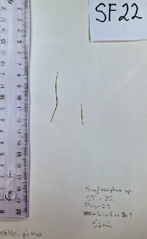  ( - SF22_ECTOCR)  @11 [ ] Creative Commons BY NC SA (2023) University of Bergen Natural History Collections