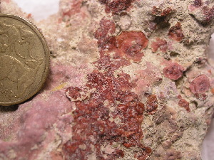  (Schimmelmannia sp. CrustQld - A92699)  @11 [ ] Unspecified (default): All Rights Reserved  Unspecified Unspecified