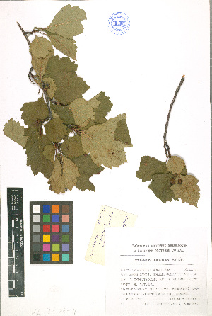  (Crataegus sanguinea - LE-Iv-96-4)  @11 [ ] CreativeCommons - Attribution Non-Commercial No Derivatives (2012) Roman Ufimov Komarov Botanical Institute, RAS